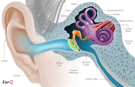 Ear Diagram Quizlet - Human Body Anatomy