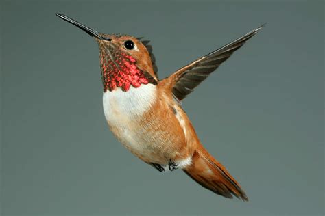 Rufous Hummingbird — Digital Grin Photography Forum