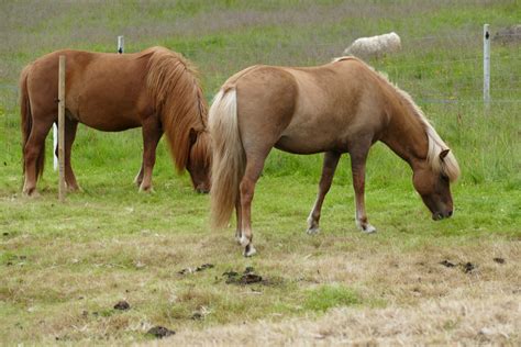 Free Images : meadow, prairie, animal, herd, pasture, grazing, stallion, mane, ride, eat, fauna ...