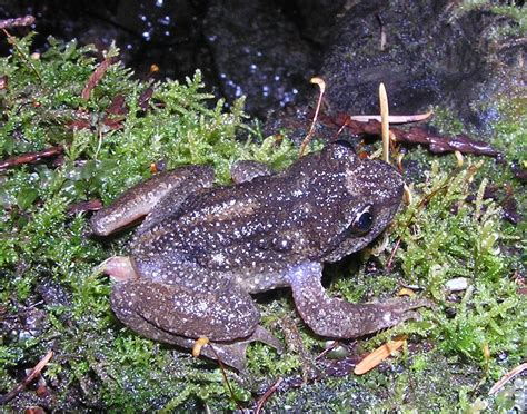 Rocky Mountain Tailed Frog (Ascaphus montanus) | Idaho Fish and Game