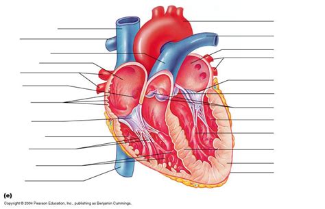 heart diagram unlabeled - Google Search