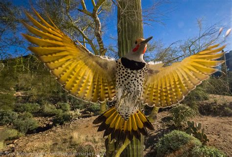 Gilded Flicker | Tucson, Arizona. | Photos by Ron Niebrugge