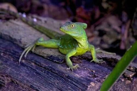 Plumed Basilisk: Care and Characteristics - My Animals