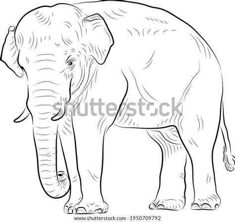 Sketch Elephant Minimalistic Style Stock Vector (Royalty Free ...