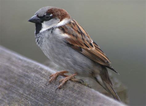 House Sparrows Put On Their Winter Coats | Outside My Window