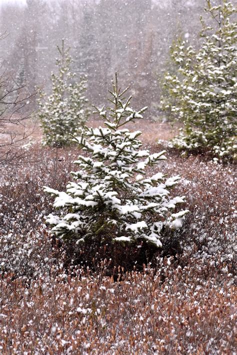 Snowy Pine Tree | Smithsonian Photo Contest | Smithsonian Magazine