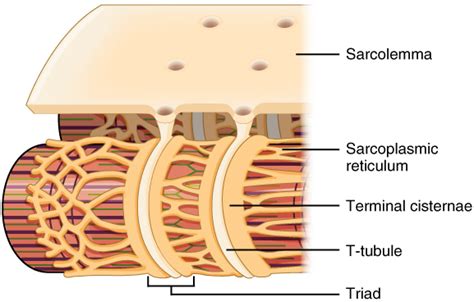 Skeletal Muscle | Anatomy and Physiology I