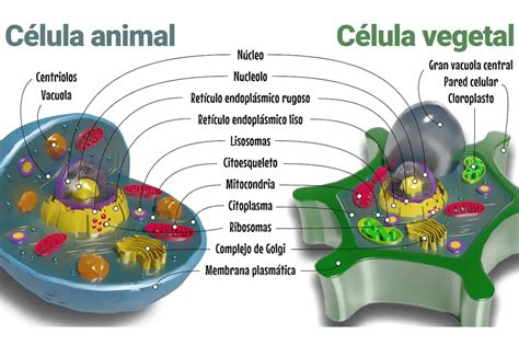 Celula Animal Y Vegetal Diferencias Y Semejanzas Analizando Cada | Porn Sex Picture