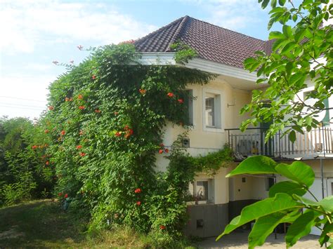 File:Campsis radicans (Trumpet creeper).JPG - Wikimedia Commons