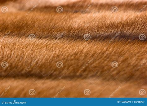 Mink fur stock image. Image of natural, fluffy, mink - 15025291