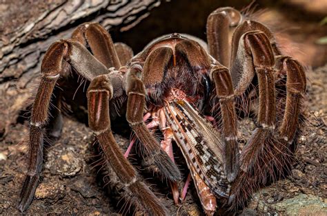 Amazon Rainforest Spiders | Photos & Info | Thinkjungle.com