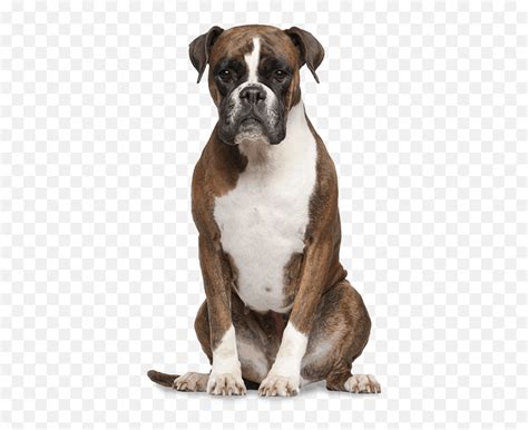 Funny Dog Transparent Png Clipart - Transparent Background Boxer Dog ...