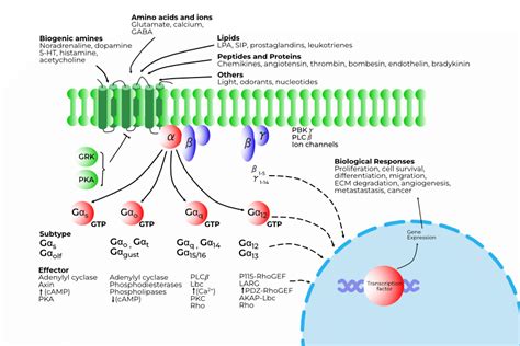 Signal Pathway Drugs at Veronica Jackson blog