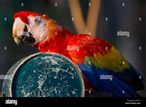 National bird of honduras hi-res stock photography and images - Alamy