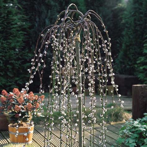 Potted Dwarf Weeping Willow Trees On Sale | Best Buy Online