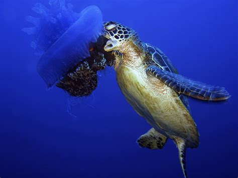 Green Sea Turtle Eating a Jellyfish | Jacob Maentz