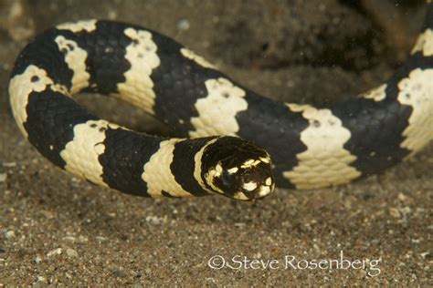 Sea Kraits - Dive Travel Guides