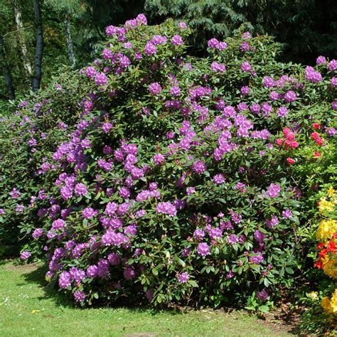 Lavender Rhododendron Shrub | ubicaciondepersonas.cdmx.gob.mx