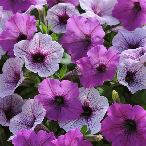 Petunia - Easy Wave Flower Garden Seed - 100 Pelleted Seeds - Plum Pudding Blooms - Annual ...