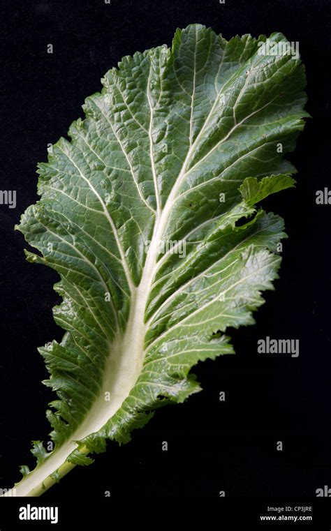 Leafy green kale Stock Photo - Alamy