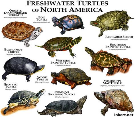 Freshwater Turtles of North America | Freshwater turtles, Common snapping turtle, Western ...