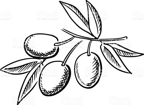 olive clipart black and white 10 free Cliparts | Download images on Clipground 2024