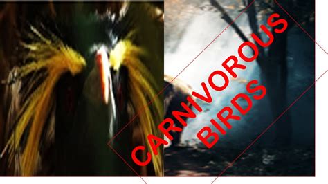 15 CARNIVOROUS BIRDS - YouTube