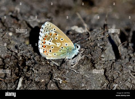 Adonis blue butterfly Stock Photo - Alamy