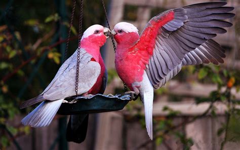 Pink Love Birds Wallpapers - Top Free Pink Love Birds Backgrounds - WallpaperAccess