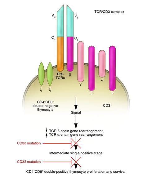 JCI - The multiple causes of human SCID