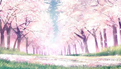 Anime Scenery Cherry Blossoms Background