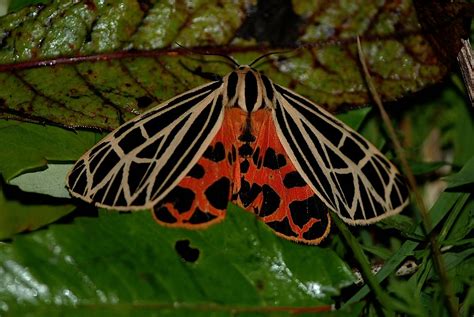 Field Biology in Southeastern Ohio: Noctuid Moths & Tiger Moths