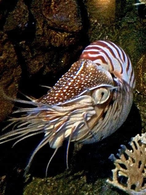 Chambered Nautilus | Nautilus, Chambered nautilus, Animal pictures