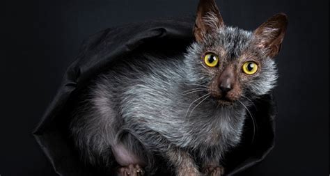 Lykoi (Werewolf) Cat Breed | BeChewy