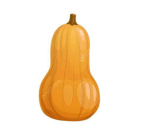 Butternut Squash Clipart Vector, Cartoon Ripe Yellow Butternut Squash, Natural, Yellow, Eco PNG ...