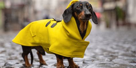 Waterproof Dog Coats: 13 Waterproof Dog Coats With Legs