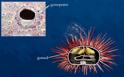 Reproduction/Development - The Purple Sea Urchin