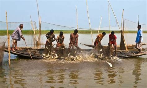 Hilsa Fish - national fish of Bangladesh - hilsha