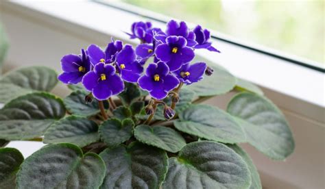 African Violet: Facts, Benefits, Grow & Care Tips in 2023