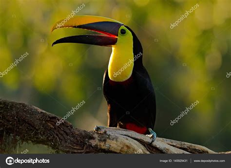 Toucan bird in nature — Stock Photo © OndrejProsicky #145929431