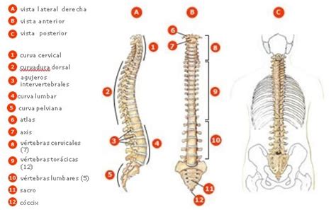 Columna vertebral - El cuerpo humano