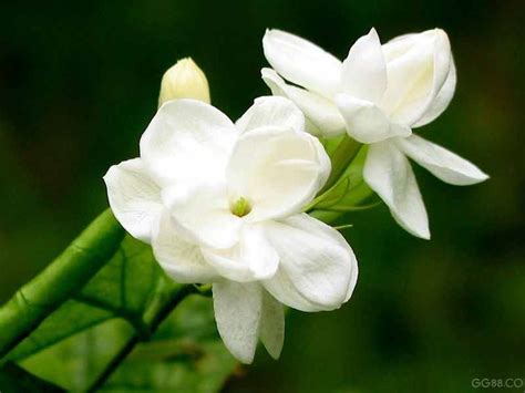 Jasmine flowers species | Jasmine flowers some unique features | History of jasmines | Beautiful ...