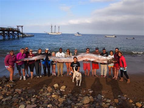 Guinness Record Oarfish Found at Catalina Island Marine Institute