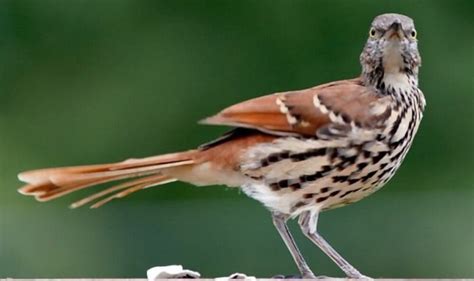 What Is the State Bird Of Georgia? - The Brown Thrasher