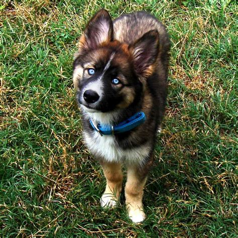 Border Collie Husky Mix For Sale