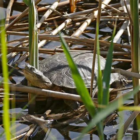 African helmeted turtle - Facts, Diet, Habitat & Pictures on Animalia.bio