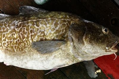 Pacific cod | Oregon Department of Fish & Wildlife