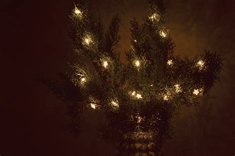 Christmas lights - 2023 :: Behance