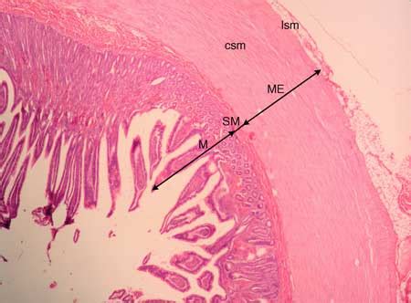 Jejunum