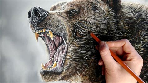 Angry Grizzly Bear Drawing - Learn How To Draw An Angry Grizzly Bear ...